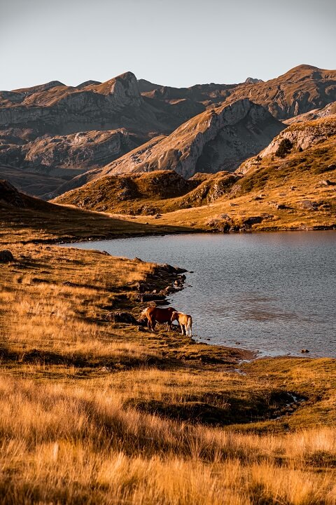 chevaux a cote du lac