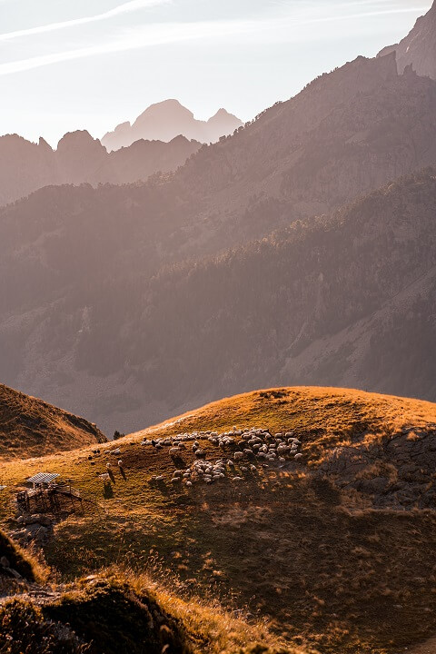 moutons sur la prairie