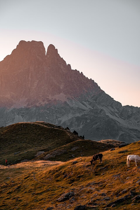 pic ossau et vaches