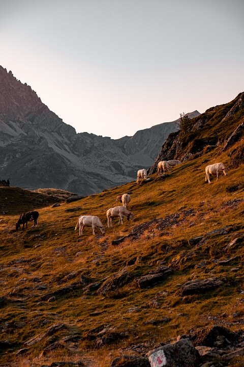 vaches a cote lac