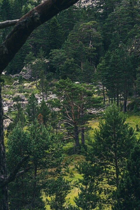 arbre chemin du lac de gaube