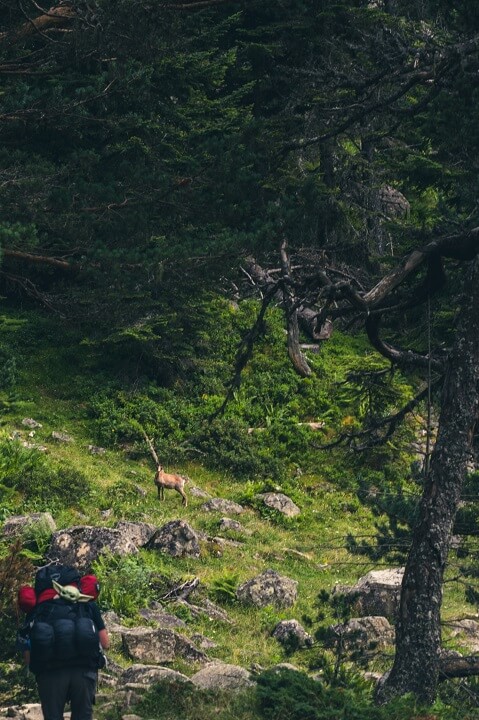 biche leve la tete sur le chemin