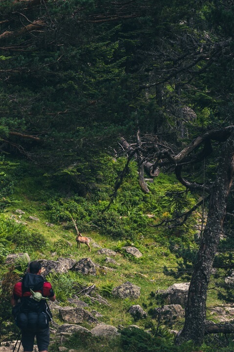 biche sur le chemin du lac