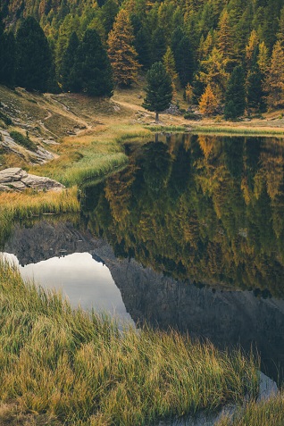 miroir foret