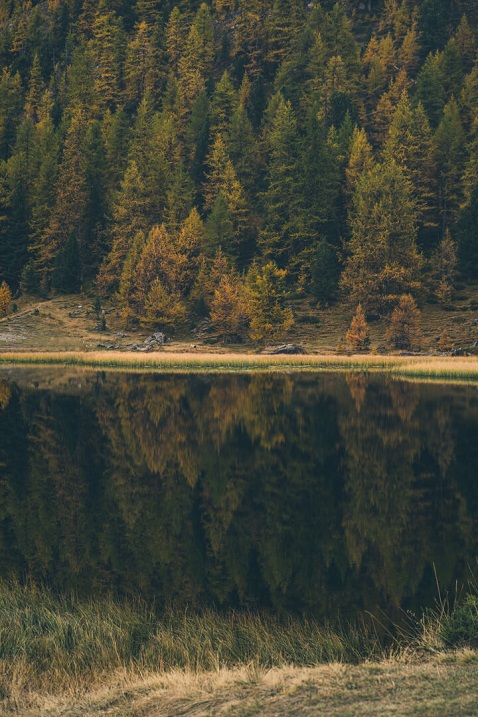 reflet miroir foret