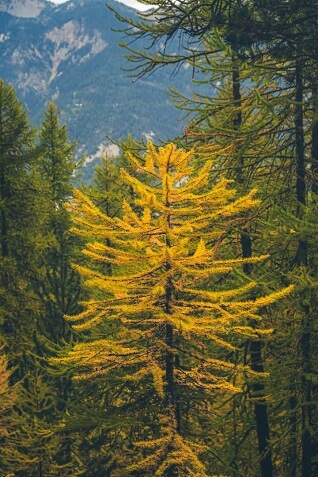 meleze automne