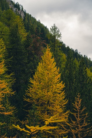 sapin automne