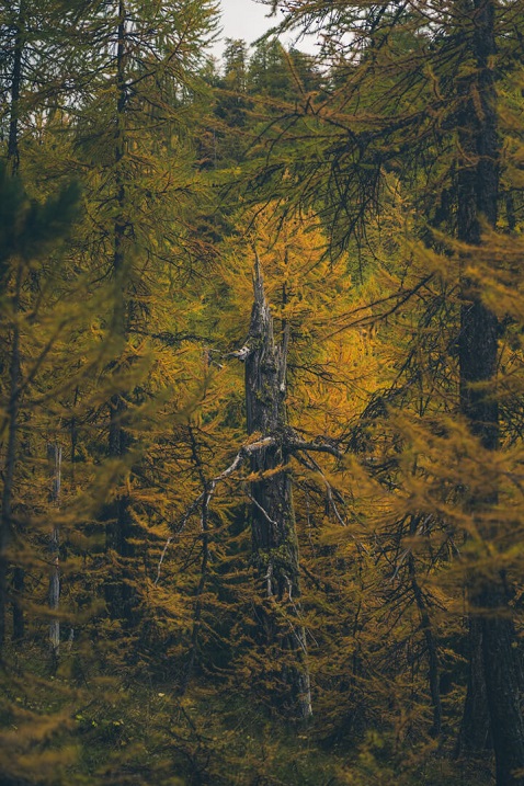 tronc mort automne