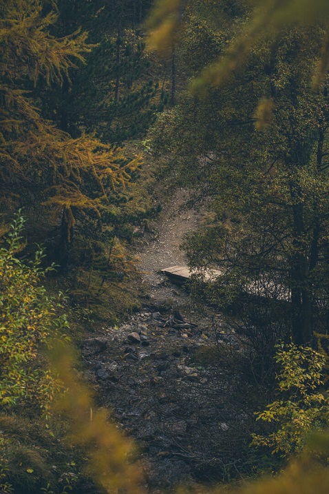 chemin retour foret