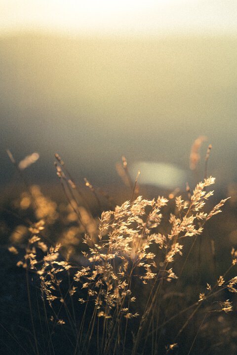 plantes sunset
