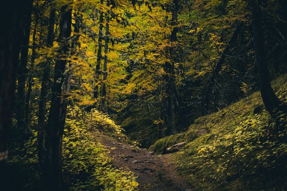 foret chemin automne