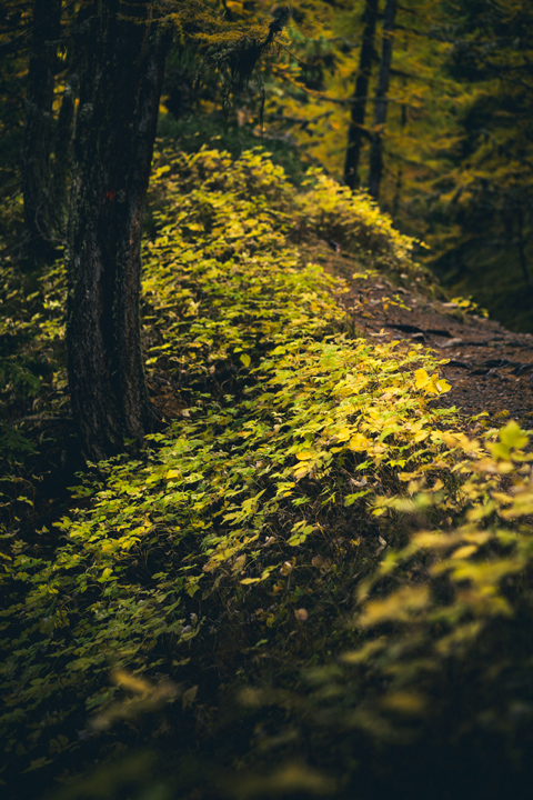 foret avec chemin de fleurs