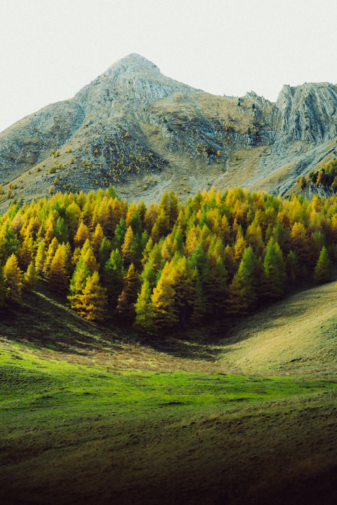 foret et montagne