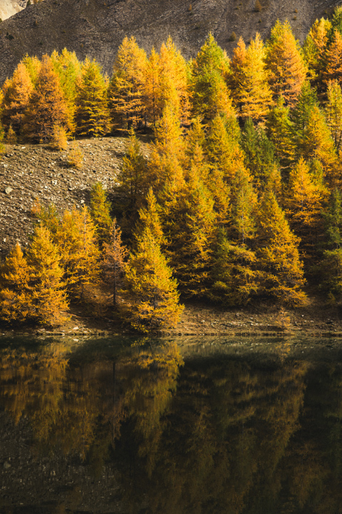 reflet foret sur lac