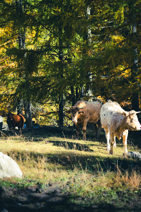 troupeau de vache