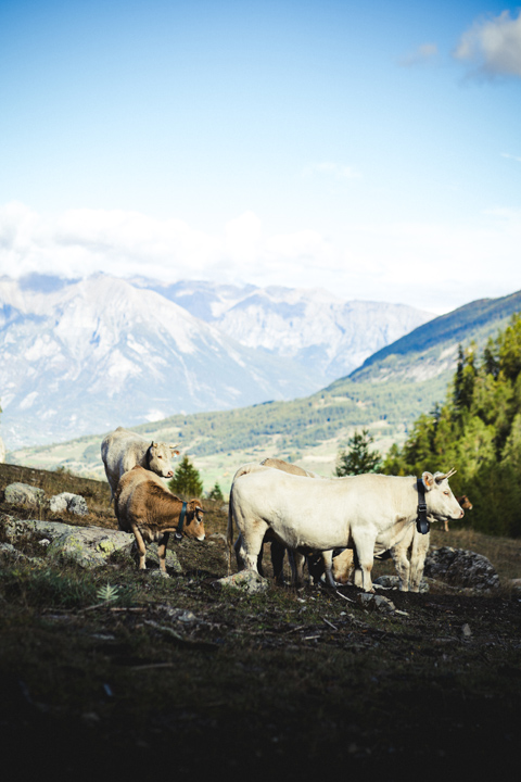 vache avec vue arriere plan montagne