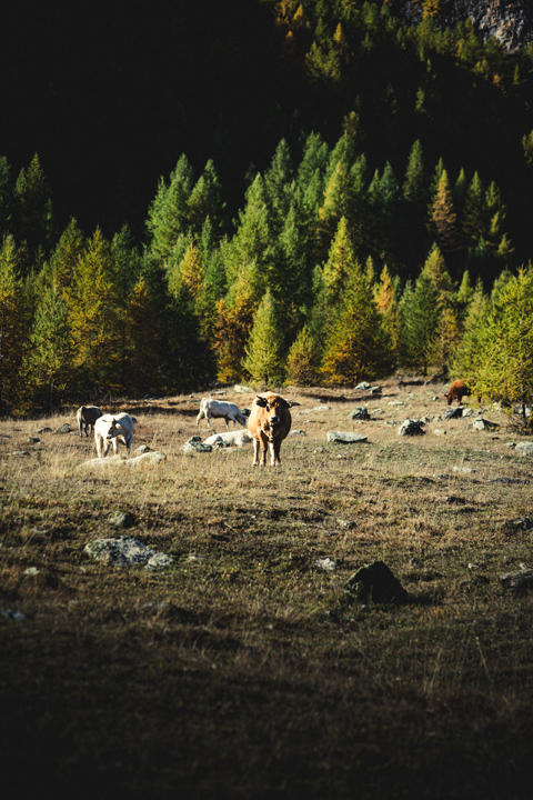 vache milieu image