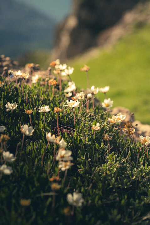 vue de pres fleurs