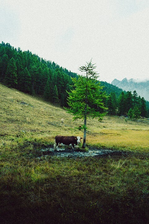 vache prairie