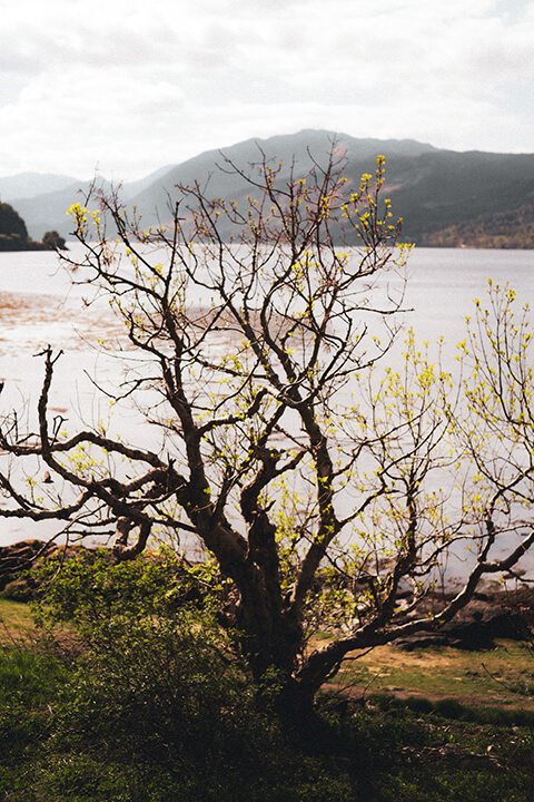 arbre
