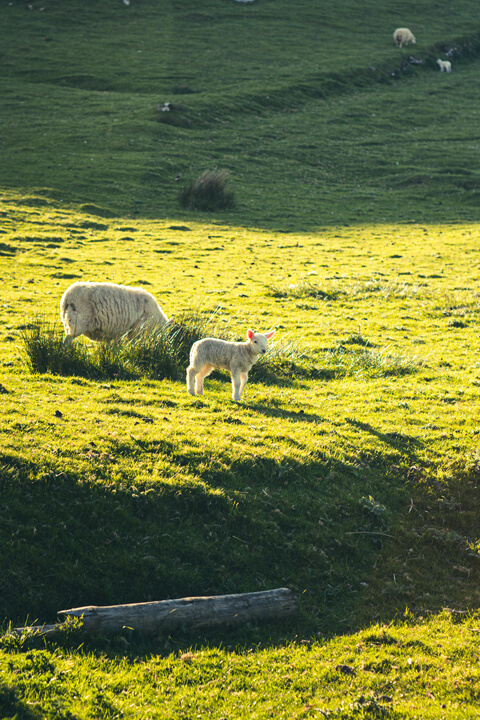 mouton
