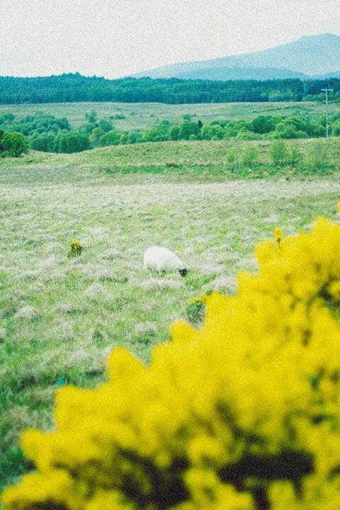 mouton style peinture
