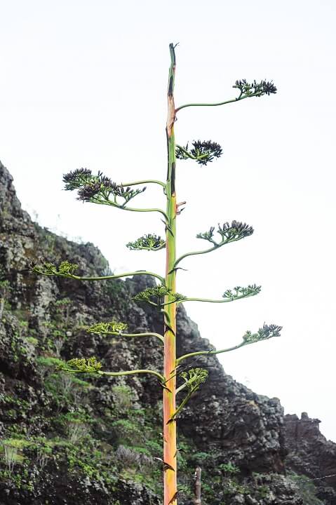 arbre masca
