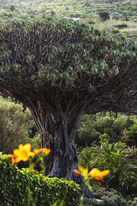 detail branches drago
