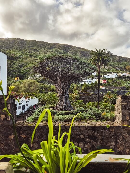 drago milenario arbre