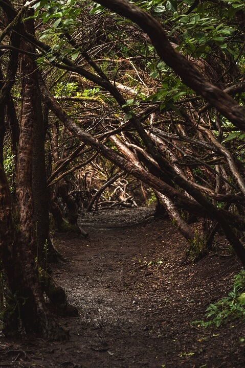 sentier